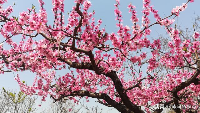 4大桃花月份;桃花2月份开花吗