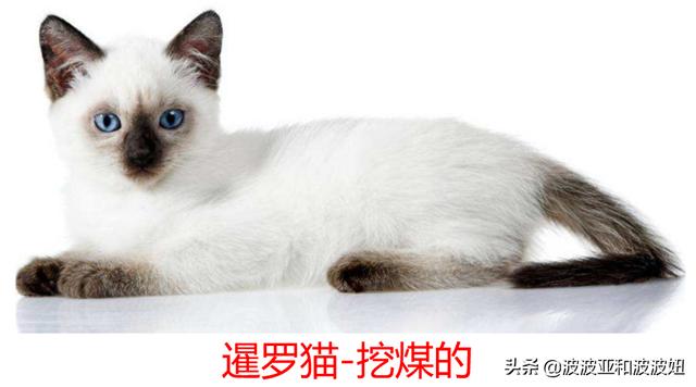 神采飞扬宠物团购:神采飞扬宠物店 亏损持续，商家“逃离”，美团为何深陷困局？