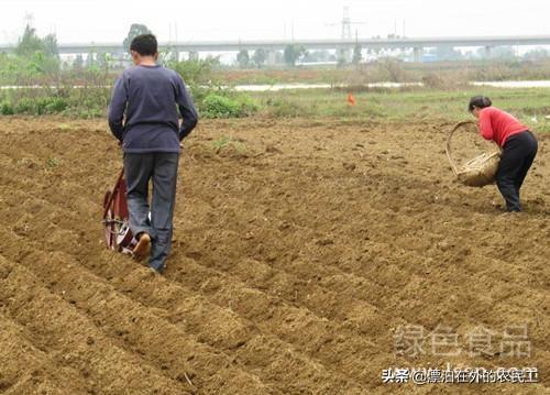 头条问答 谁有落花生播种和管理经验 请介绍一下 漂泊在外的农民工的回答 0赞