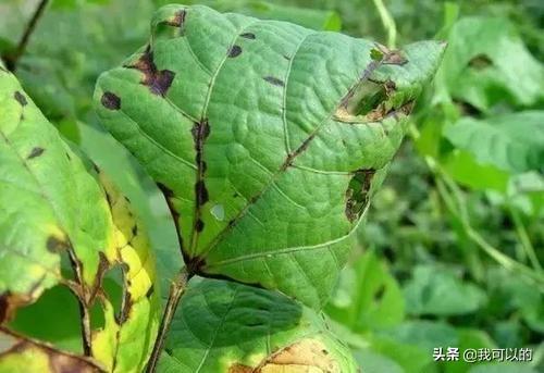 头条问答 - 芸豆病毒病特征是什么样的?(2个回答)