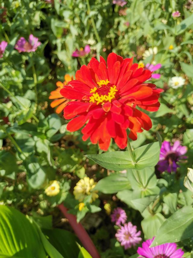 小型观花植物:家里空间小有什么适合养的植物？
