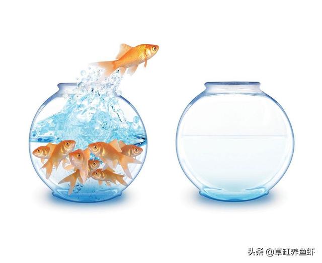 锦鲤鱼图片:春天缸养锦鲤会在身体寄生哪些寄生虫，会致命吗？