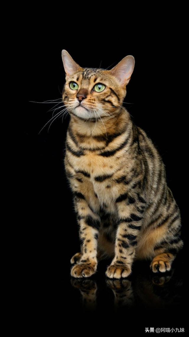 流浪狗和流浪猫评书:现在利用收养流浪猫狗来骗捐的，大家见到过吗？
