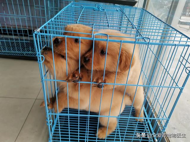 谁知道上海传奇犬舍的联络方式:对于消费者而言，如何判断一个犬舍正规与否？ 传奇犬舍