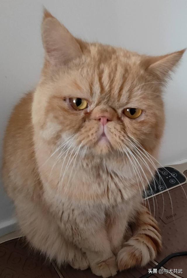 猫捉老鼠酷跑:两只猫天天在家跑酷，每天搞得乱七八糟怎么办？