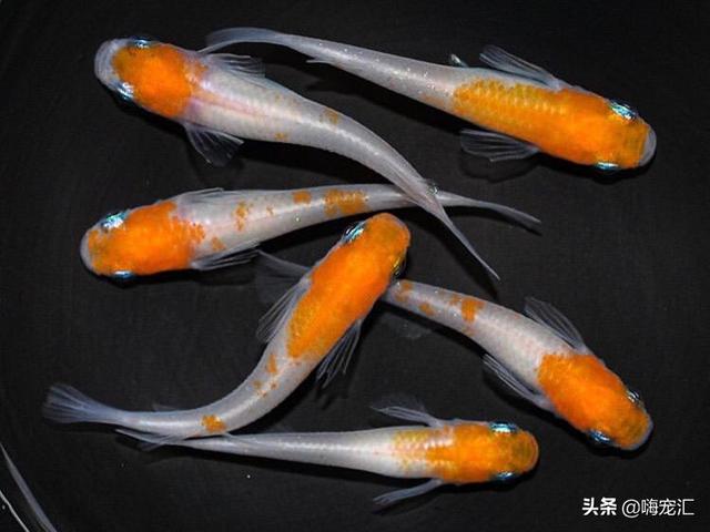食蚊鱼:睡莲水缸里是否可以养食蚊鱼？