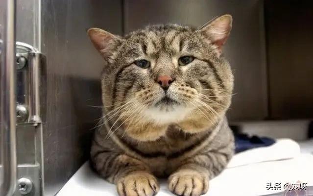 宠物猫品种大全及图片大全:哪些猫咪比较好养并且忠诚呢？ 猫的品种及图片
