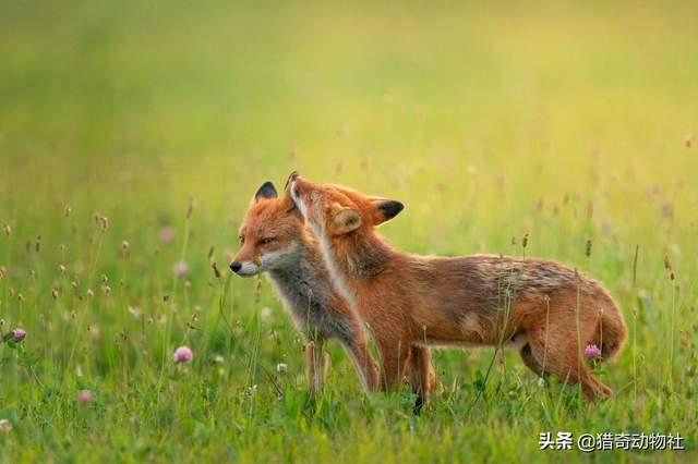 芬兰狐狸犬多少钱一只:狐狸是猫科还是犬科？请大家回答咯？