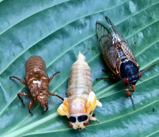 头条问答 - 山东这儿对蝉叫"爬叉"或"嘟佬子",你们那儿叫什么呀?