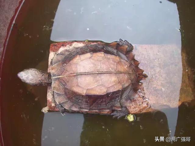 巴西枯叶龟:小巴西龟在没有冬眠的情况下可以长时间不下水吗？ 巴西枯叶虎