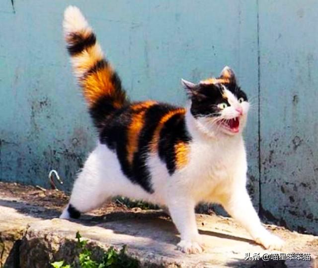 愤怒的猫咪头像:猫咪有抑郁症会有什么表现？