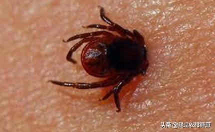 科学养牛知识:农民种草养牛，如何才能取得成功？