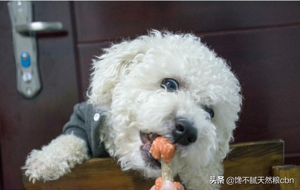 比熊狗粮对泪痕好:比熊爱你会有哪些表现呢？