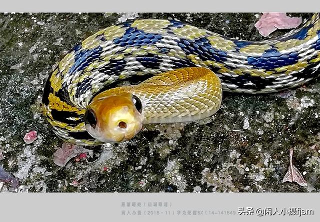 水蛇图片:你手机拍的蛇类的照片能否分享一下？