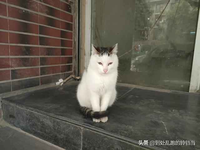 狗狗心事2在线阅读:真的有必要去当“舔狗”吗？