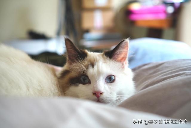 猫跳蚤过敏性皮肤炎:猫咪黑下巴要怎么办哦，求推荐好点的不油的猫粮，谢？