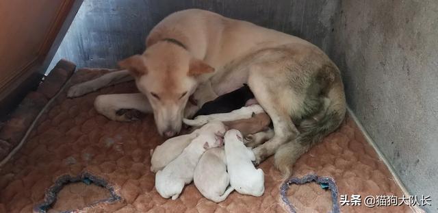 妇女奶水喂养宠物狗视频:母狗生完小狗总是把狗叼到旮旯，怎么办啊，急？