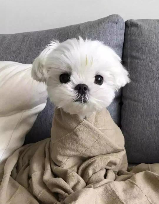小狗狗视频:遛狗之前给狗喂食好，还是之后喂食好？