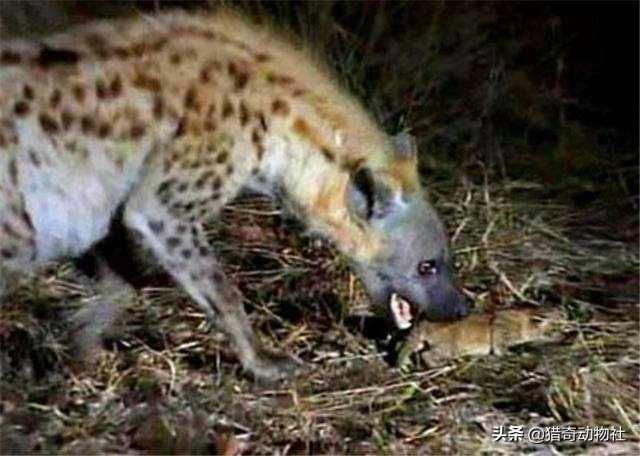 鬼獒咬死狮子图片:野生藏獒可以打的过野生大熊猫吗？
