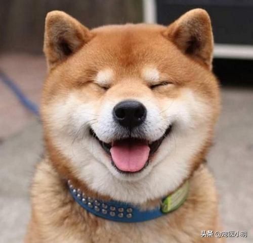 犬皮肤病诊疗手册:如何预防祛除狗狗的螨虫？