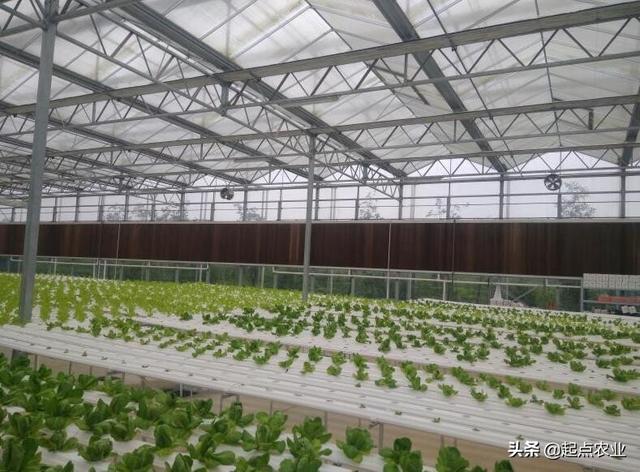 头条问答 适合智能温室无土栽培 种植的作物有哪些 8个回答