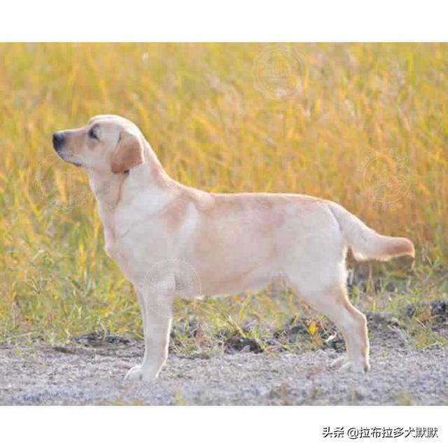 拉布拉多犬图片大全:第一次养狗，拉布拉多犬可以吗？