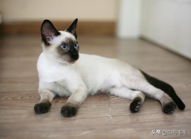 猫的品种及图片:想养猫，新手养什么种类的猫合适，需要注意些什么？