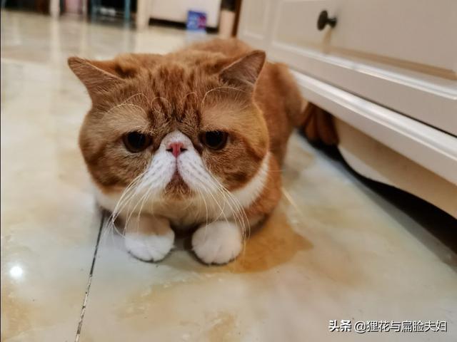 猫猫:猫咪最渴望主人摸它哪些部位？ 猫猫头像