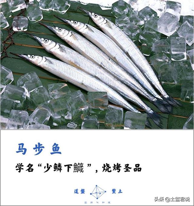龙趸王:中国四个海哪个海里的海鲜好吃，为什么