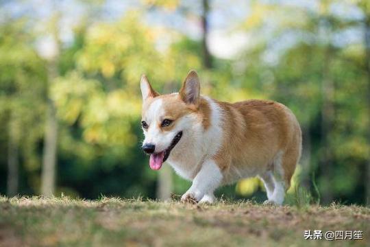 狗狗女:适合女生上班族养的狗有哪些？