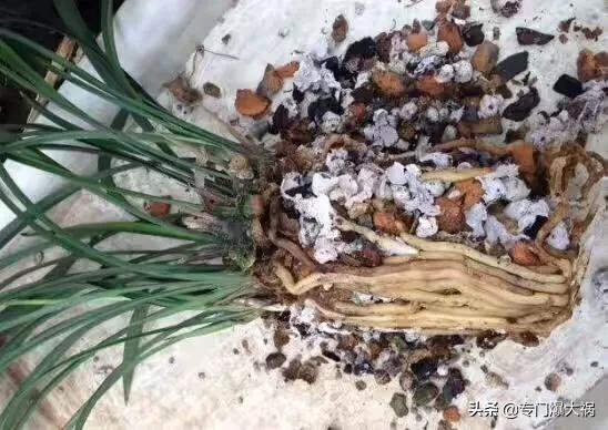 兰花的种植方法方法视频:夜兰花种植方法视频 有人送了一盆兰花，不知道怎么养，想养开花？