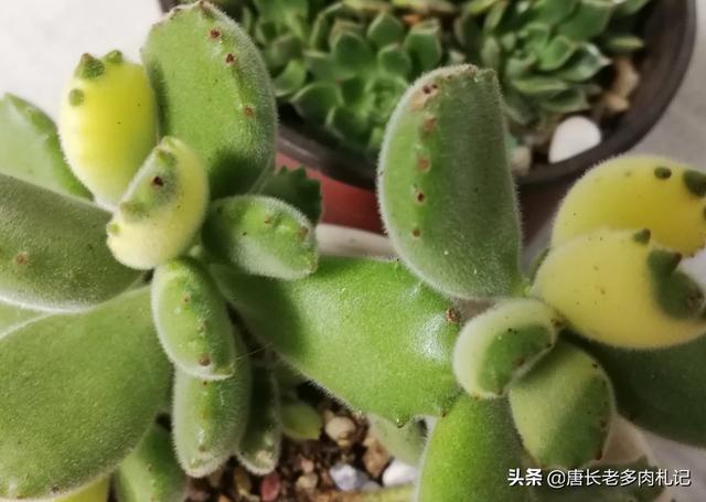 熊童子叶片能叶插吗:为什么我的熊童子叶片是黄色？