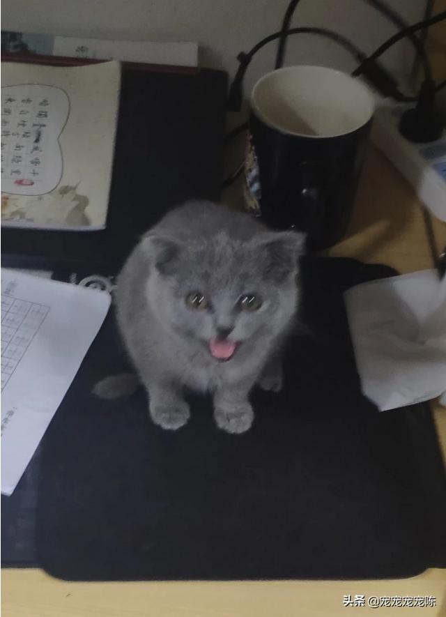 英短蓝猫幼猫怎么养:英短蓝猫幼猫吃什么猫粮？