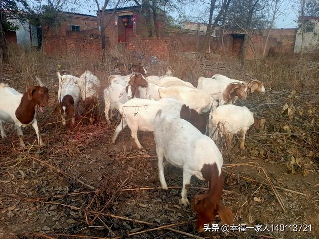 养牛知识大全视频播放:人一辈子就做一件事养牛，养1万头牛，也能成千万富翁吗？