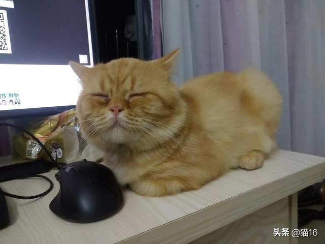 美国产猫罐头排行:有哪些猫主食罐头值得推荐？