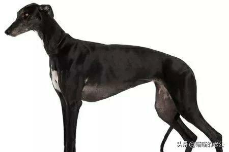 澳门灵堤犬:灵缇犬和格力犬适合抓老鼠吗？