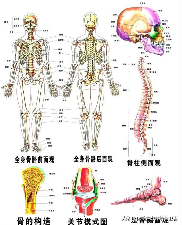人体最坚硬的部位是哪里为什么