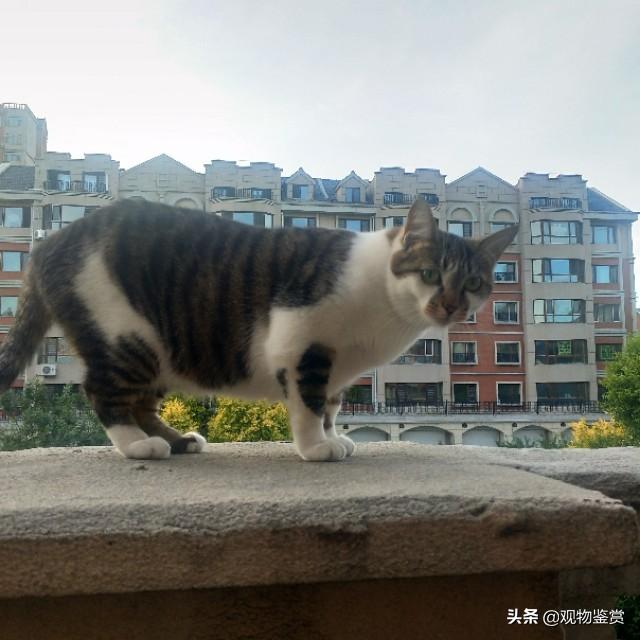 猫咪不能吃什么,猫肉不能和什么一起吃?的？