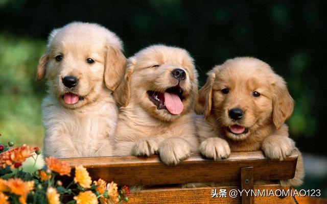 怎样选狗:不同狗的脾气都不一样，该如何挑选合适的汪呢？