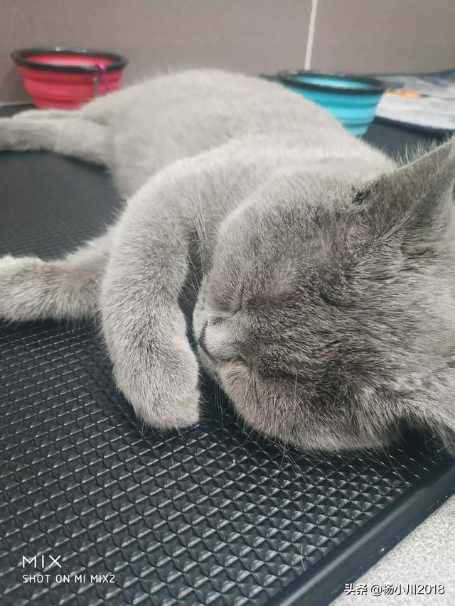 幼猫驱虫:领养了一只流浪小猫，怎么安排洗澡、驱虫、疫苗的顺序？