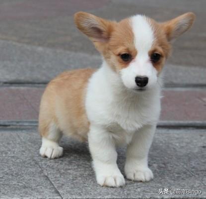 狗耳朵:狗狗的耳朵需要定期清理吗，该怎样清理？