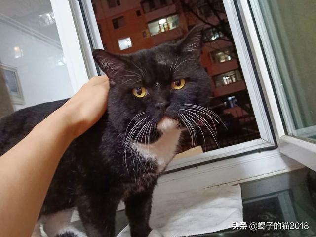 流浪狗和流浪猫宣传语:流浪狗越来越多，到底应该治理狗还是从根本上治理人？