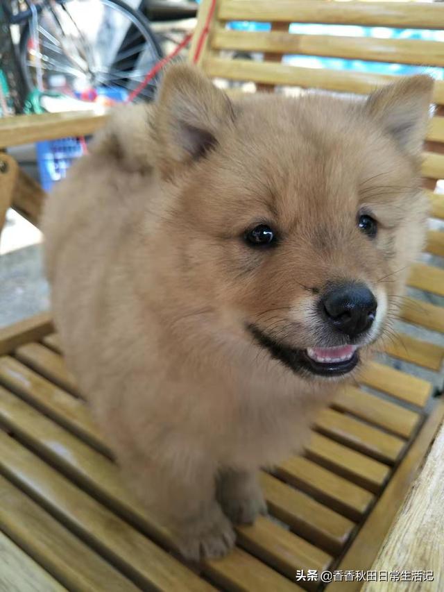 拉不拉多狗怎么训练:求助:拉布拉多幼犬怎么训练去卫生间大小便？
