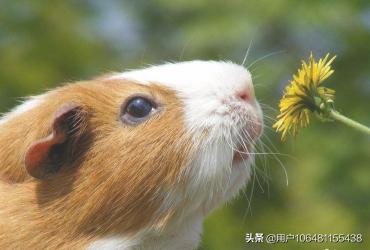 黑豚鼠养殖jishu:有人提议我养豚鼠，养殖前景和经济效益怎么样？有大神解惑吗？