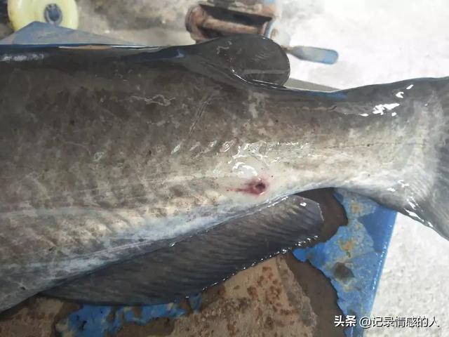 图说斑点叉尾鮰疾病防治:养殖草鱼烂尾，是什么原因？用什么防治方法呢？