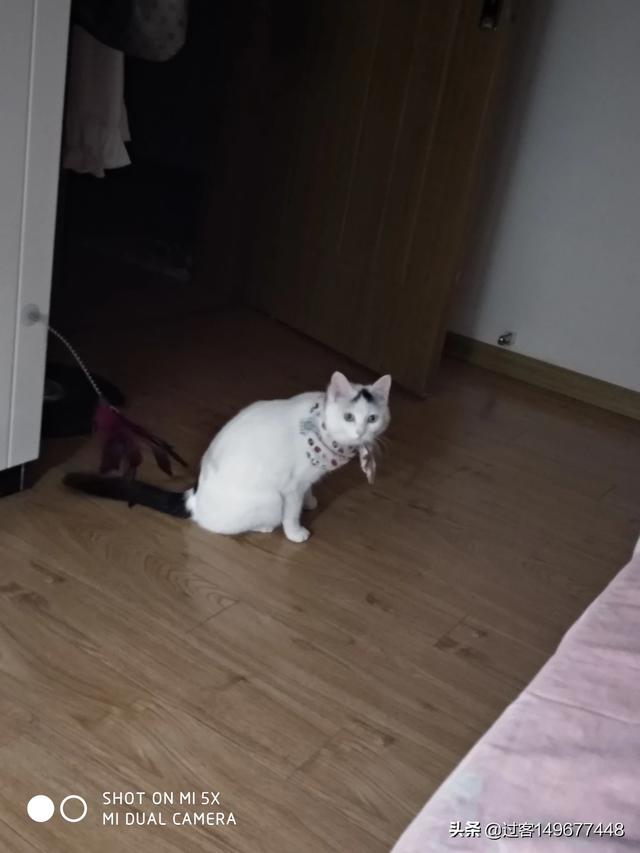 什么品种的猫咪好养活,价格还不高,500以内,学生,想养个猫咪,但是买不起太贵的猫咪？