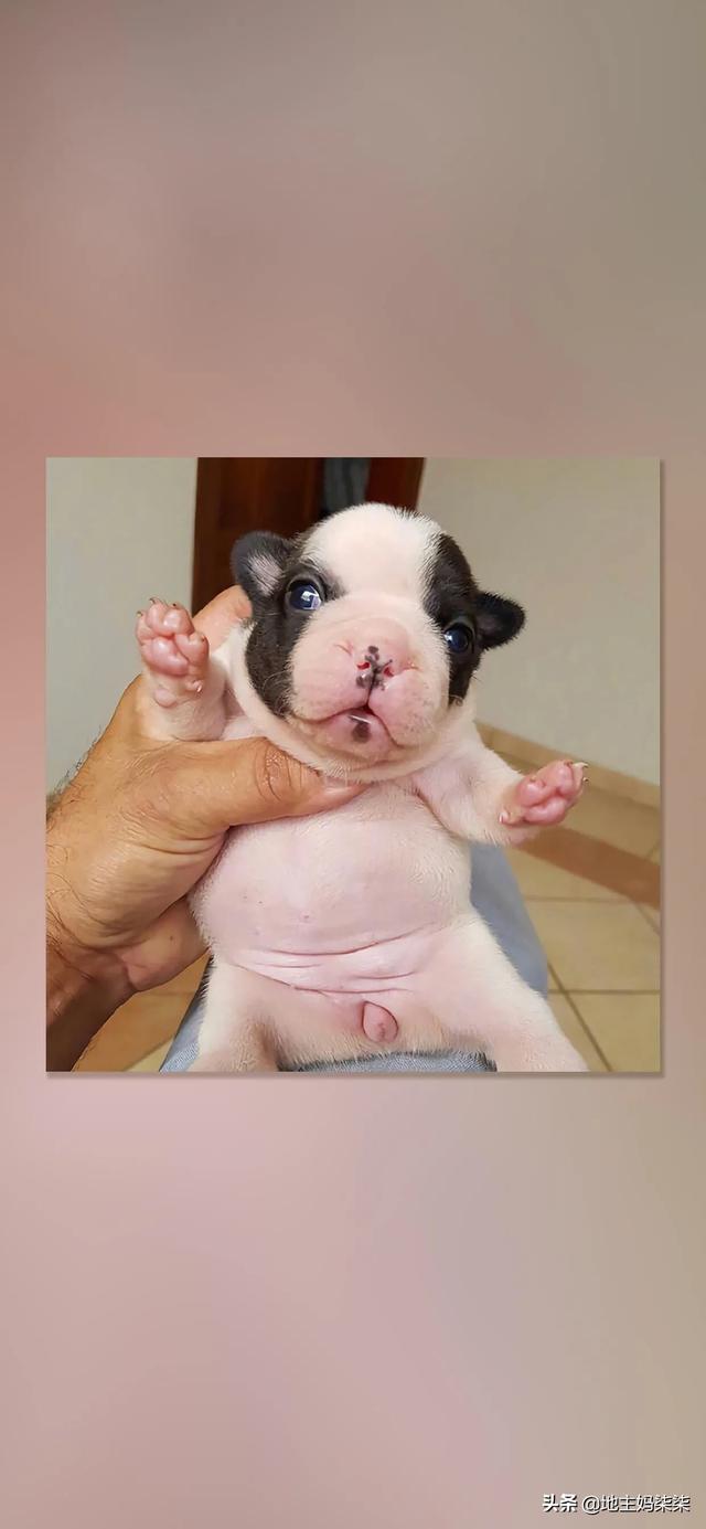 串串斗牛犬好养吗:法国斗牛犬和巴哥犬哪个好养？