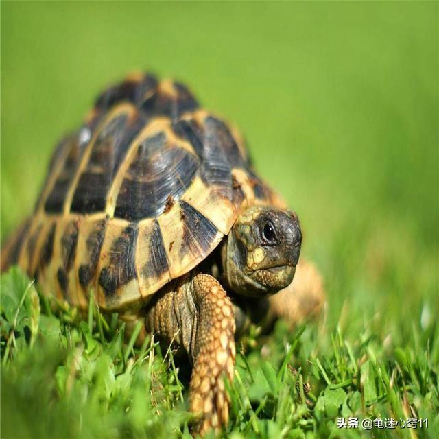 赫曼陆龟吃什么:赫曼陆龟和四爪陆龟都要晒太阳吗？不晒会怎么样？
