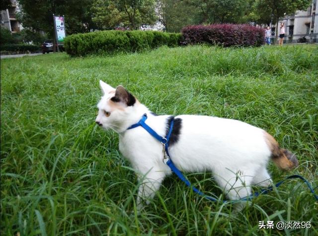 猫草:猫草对猫有什么作用 「猫草」为什么这么吸引猫？