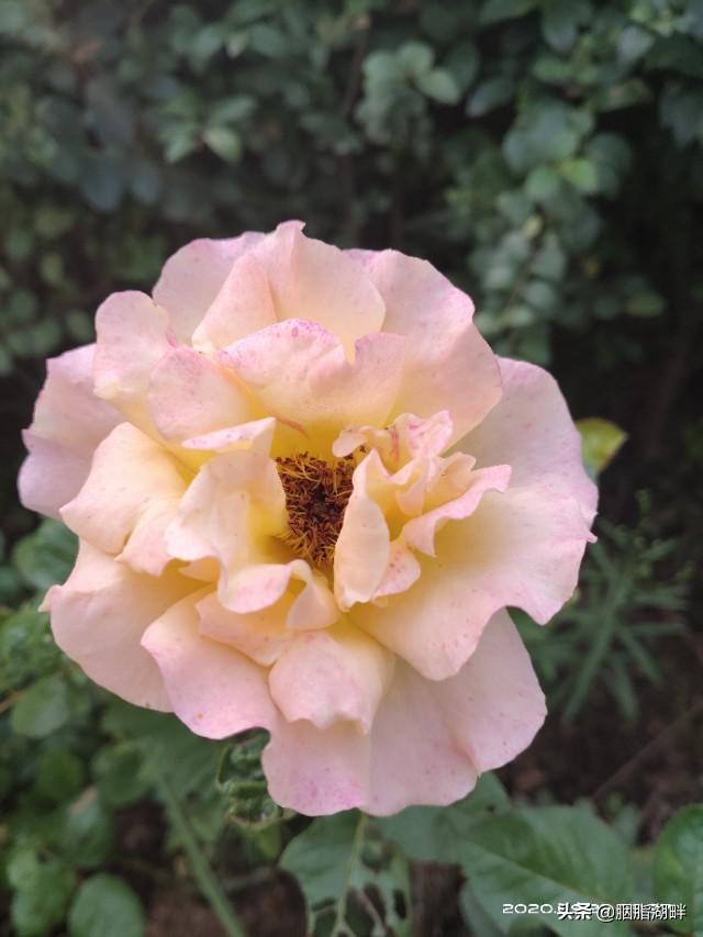 最香的几款月季品种是什么？插图55